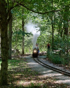 Live Steam in the Forest