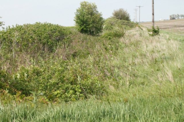 Modeling Nature with Static Grass