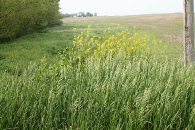 Modeling Nature with Static Grass