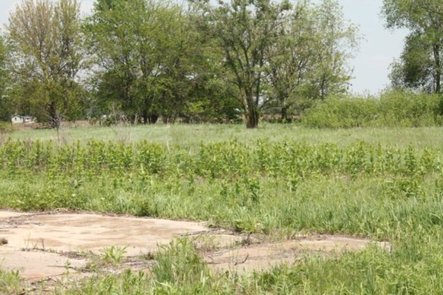 Modeling Nature with Static Grass