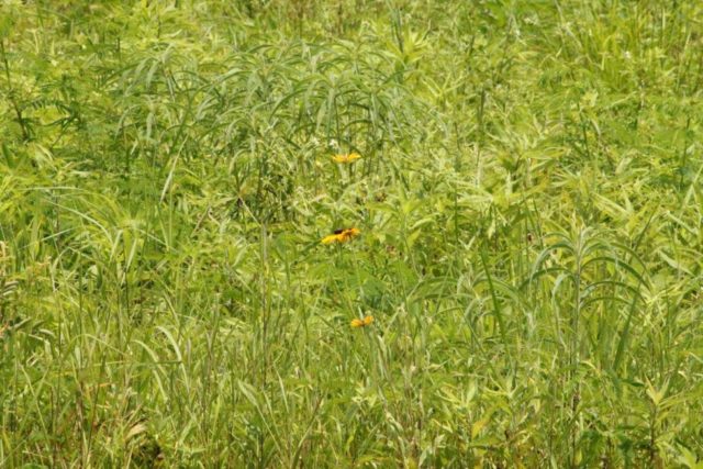 Modeling Nature with Static Grass