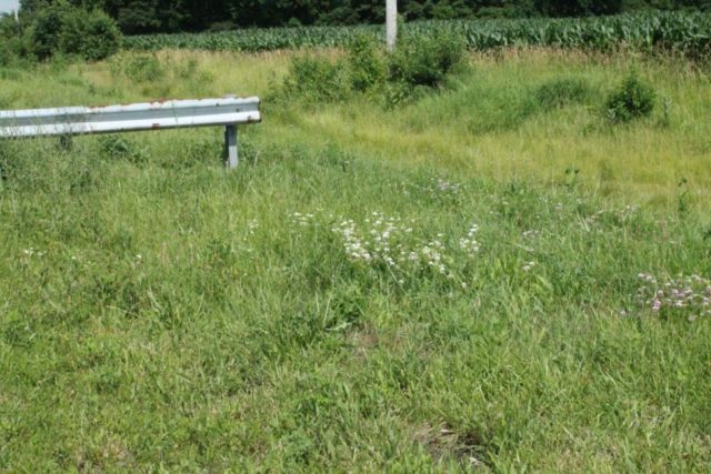 Modeling Nature with Static Grass